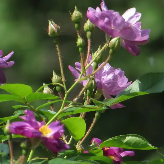 Rosa Veilchenblau - purpuriu - alb - trandafiri tîrîtori și cățărători, Rambler